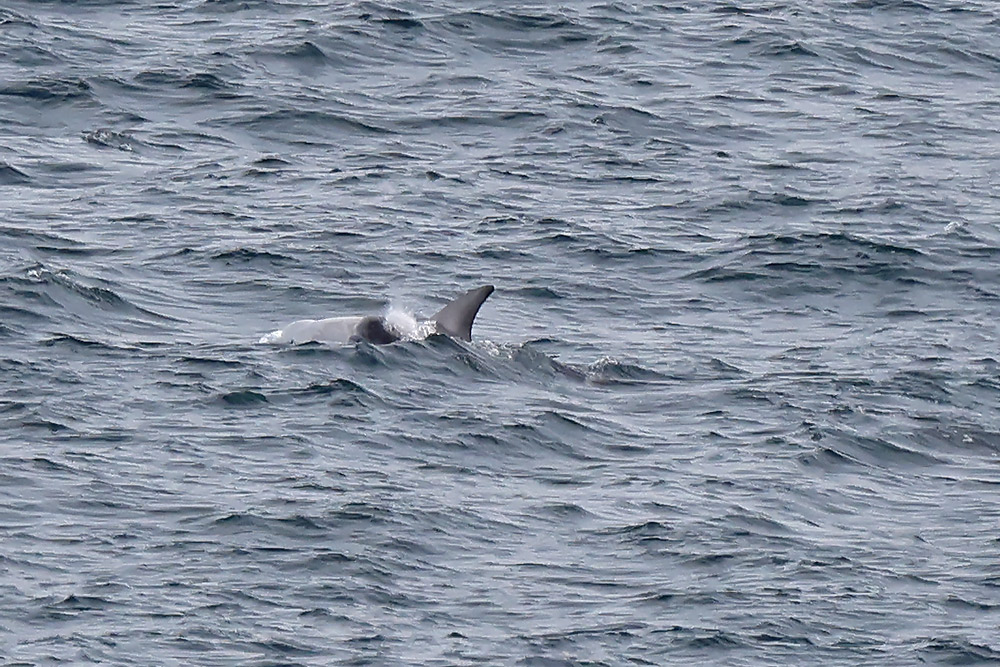 Risso's dolphin